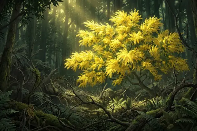 árbol mimosa prohibido